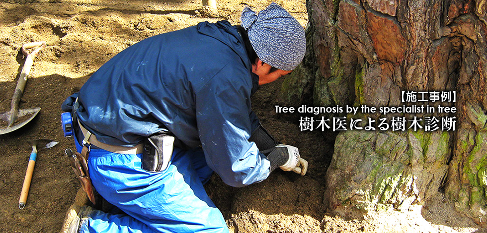 樹木医による樹木診断